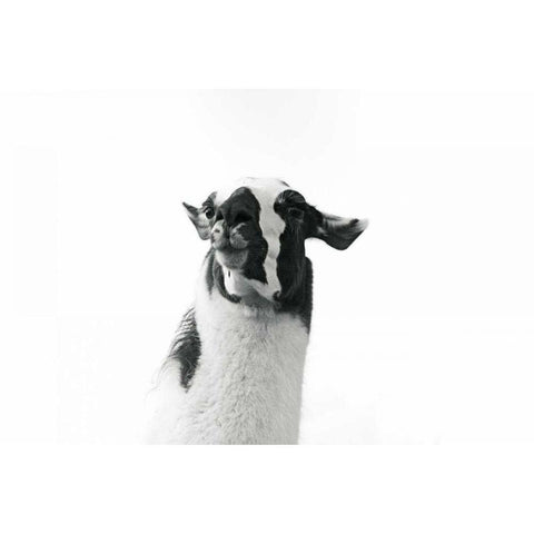 Lovable Llama I White Modern Wood Framed Art Print by Marshall, Laura