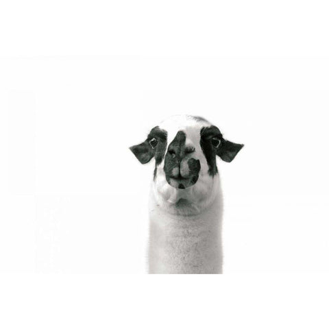 Lovable Llama II Black Modern Wood Framed Art Print with Double Matting by Marshall, Laura