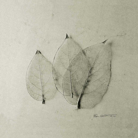 Trio of Skeleton Leaves Black Ornate Wood Framed Art Print with Double Matting by Goldstein, Ed