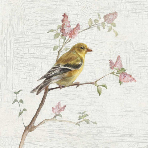 Female Goldfinch Vintage White Modern Wood Framed Art Print with Double Matting by Nai, Danhui