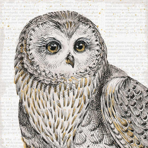 Beautiful Owls II White Modern Wood Framed Art Print by Brissonnet, Daphne