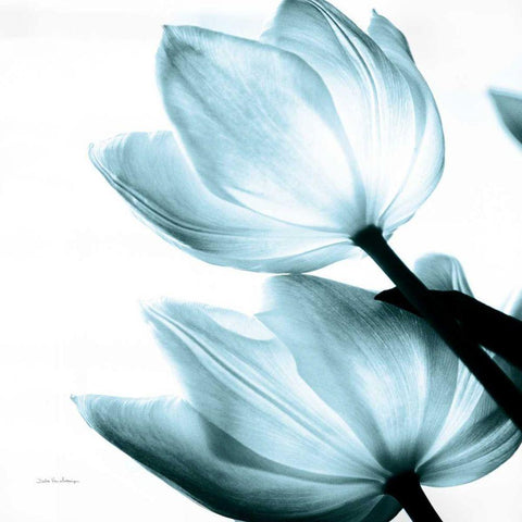 Translucent Tulips II Sq Aqua Crop White Modern Wood Framed Art Print with Double Matting by Van Swearingen, Debra