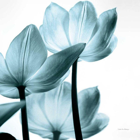 Translucent Tulips III Sq Aqua Crop White Modern Wood Framed Art Print by Van Swearingen, Debra