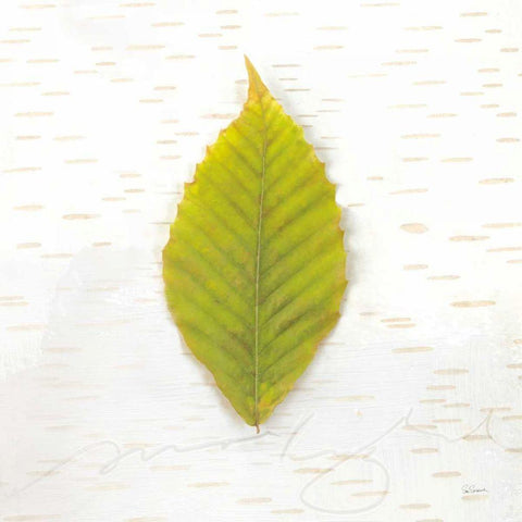 Autumn Colors IV Black Modern Wood Framed Art Print with Double Matting by Schlabach, Sue