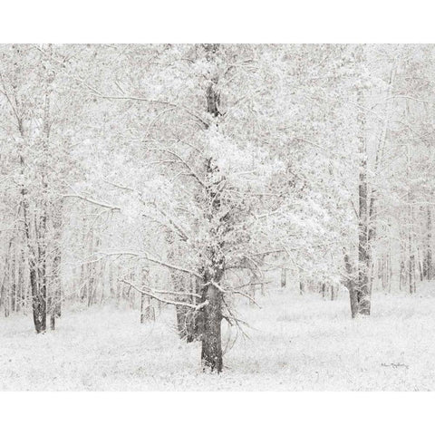 Snow Covered Cottonwood Trees Black Modern Wood Framed Art Print with Double Matting by Audit, Lisa
