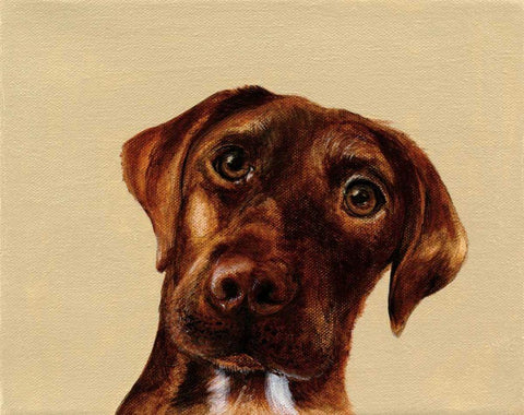 Moose White Modern Wood Framed Art Print with Double Matting by Ducklow, Patsy