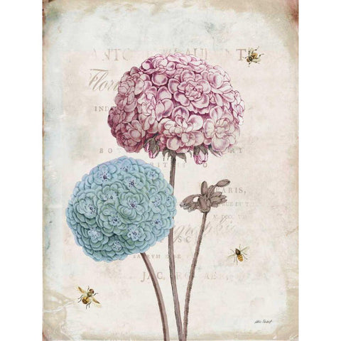 Geranium Study II Pink Flower Black Modern Wood Framed Art Print with Double Matting by Pertiet, Katie