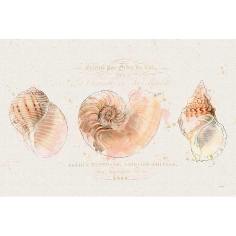 Shell Collector I White Modern Wood Framed Art Print by Pertiet, Katie