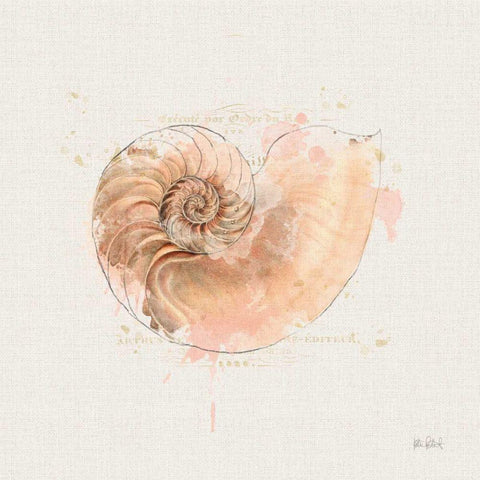 Shell Collector II Gold Ornate Wood Framed Art Print with Double Matting by Pertiet, Katie