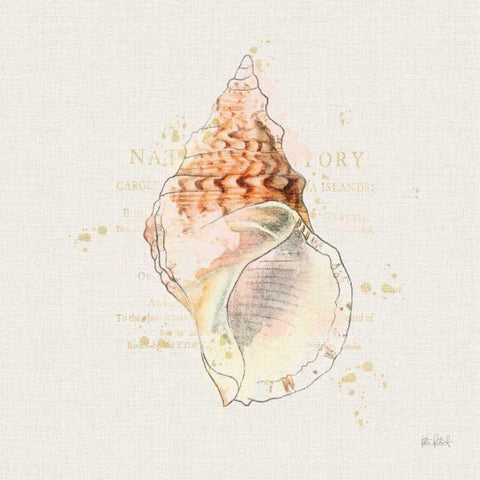 Shell Collector III Gold Ornate Wood Framed Art Print with Double Matting by Pertiet, Katie