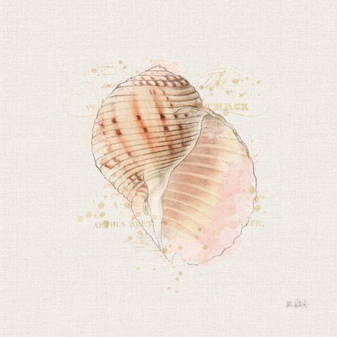 Shell Collector V Gold Ornate Wood Framed Art Print with Double Matting by Pertiet, Katie