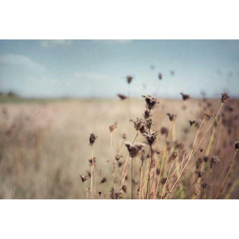 Falling Queen Annes Lace I Crop Black Modern Wood Framed Art Print by Urquhart, Elizabeth