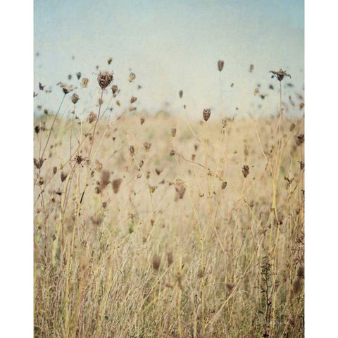Falling Queen Annes Lace II Crop Black Modern Wood Framed Art Print with Double Matting by Urquhart, Elizabeth