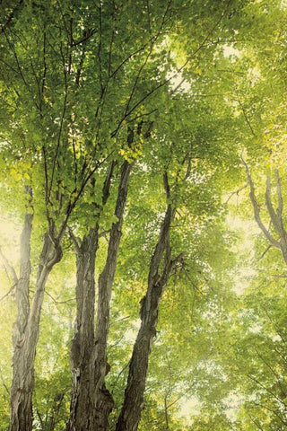 Towering Maples I Black Ornate Wood Framed Art Print with Double Matting by Urquhart, Elizabeth