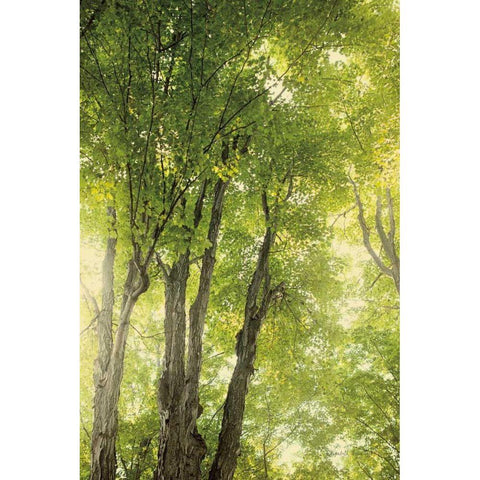 Towering Maples I Black Modern Wood Framed Art Print with Double Matting by Urquhart, Elizabeth