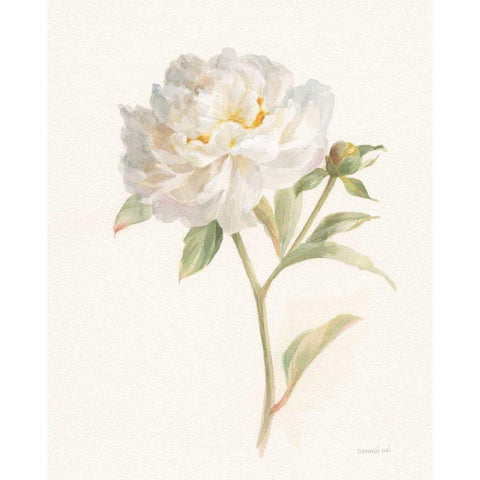 Garden Peony White Modern Wood Framed Art Print by Nai, Danhui