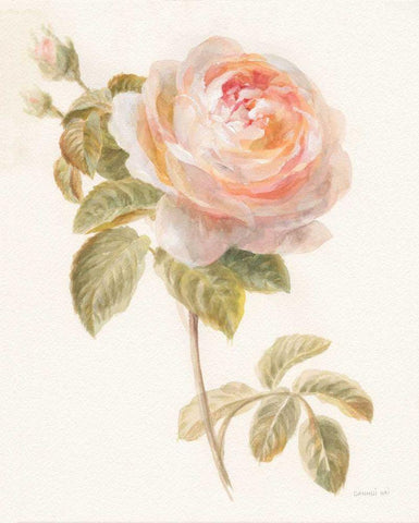 Garden Rose White Modern Wood Framed Art Print with Double Matting by Nai, Danhui