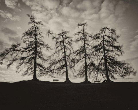 Park Trees Black Ornate Wood Framed Art Print with Double Matting by Bevan, Keri