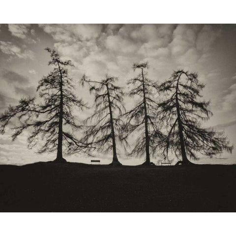 Park Trees Black Modern Wood Framed Art Print with Double Matting by Bevan, Keri
