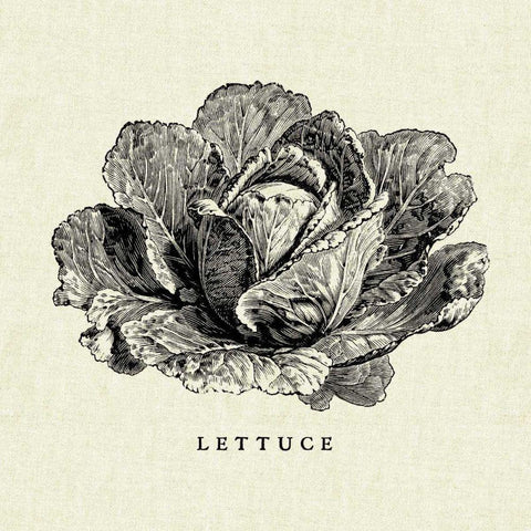 Linen Vegetable BW Sketch Lettuce Black Modern Wood Framed Art Print by Studio Mousseau