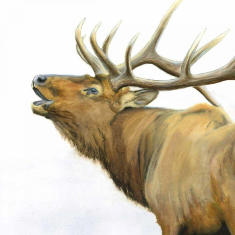 Majestic Elk Brown Crop Black Ornate Wood Framed Art Print with Double Matting by Wiens, James