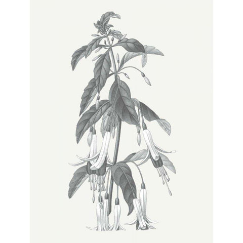 Neutral Botanical I Black Modern Wood Framed Art Print with Double Matting by Wild Apple Portfolio