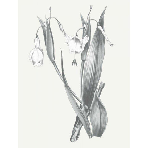 Neutral Botanical II Black Modern Wood Framed Art Print with Double Matting by Wild Apple Portfolio