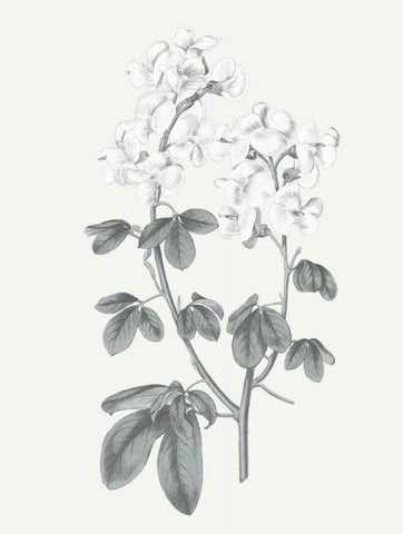 Neutral Botanical III White Modern Wood Framed Art Print with Double Matting by Wild Apple Portfolio