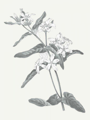 Neutral Botanical IV White Modern Wood Framed Art Print with Double Matting by Wild Apple Portfolio