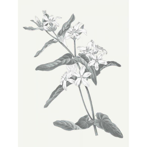 Neutral Botanical IV Black Modern Wood Framed Art Print with Double Matting by Wild Apple Portfolio