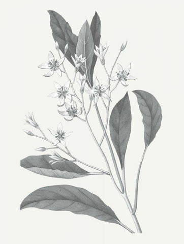 Neutral Botanical V White Modern Wood Framed Art Print with Double Matting by Wild Apple Portfolio