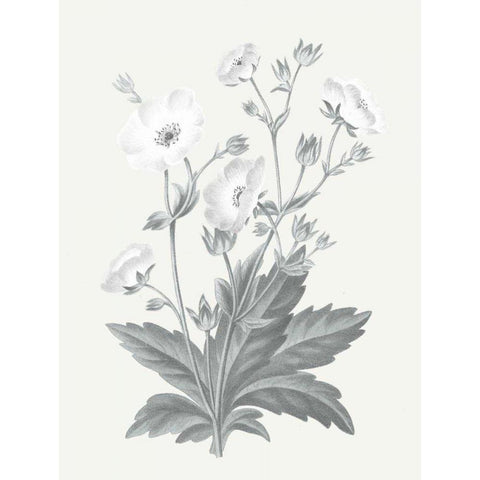 Neutral Botanical VI Black Modern Wood Framed Art Print by Wild Apple Portfolio