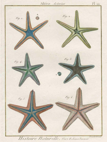 Histoire Naturelle Starfish I Black Ornate Wood Framed Art Print with Double Matting by Wild Apple Portfolio