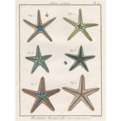 Histoire Naturelle Starfish I Gold Ornate Wood Framed Art Print with Double Matting by Wild Apple Portfolio