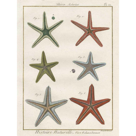Histoire Naturelle Starfish II Gold Ornate Wood Framed Art Print with Double Matting by Wild Apple Portfolio