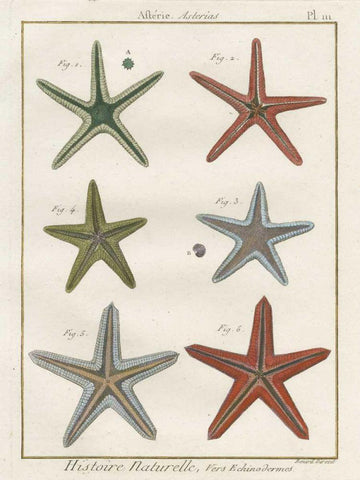 Histoire Naturelle Starfish II Black Ornate Wood Framed Art Print with Double Matting by Wild Apple Portfolio