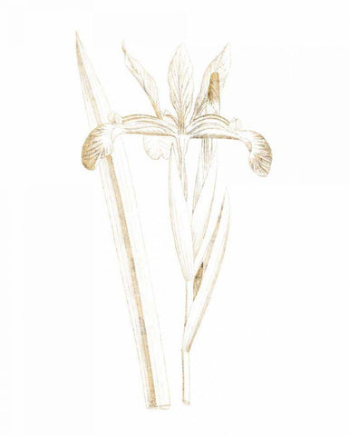 Gilded Botanical III White Modern Wood Framed Art Print with Double Matting by Wild Apple Portfolio