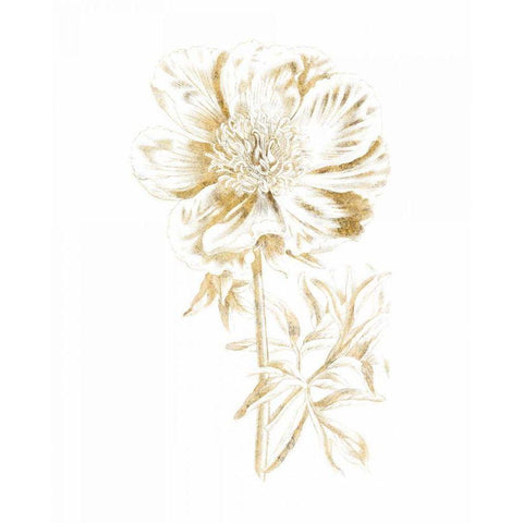 Gilded Botanical VIII Black Modern Wood Framed Art Print by Wild Apple Portfolio