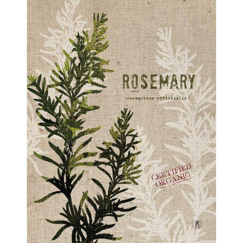 Organic Rosemary No Butterfly White Modern Wood Framed Art Print by Studio Mousseau