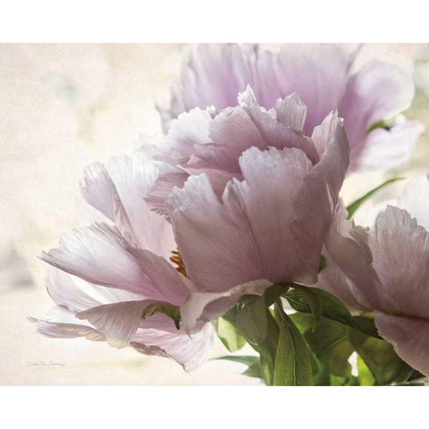 Translucent Peony I Gold Ornate Wood Framed Art Print with Double Matting by Van Swearingen, Debra