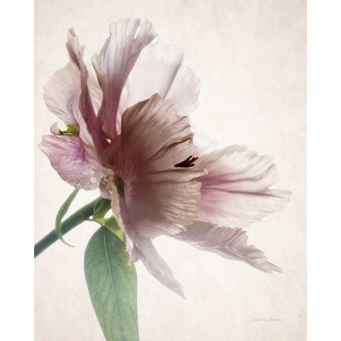 Translucent Peony II Gold Ornate Wood Framed Art Print with Double Matting by Van Swearingen, Debra