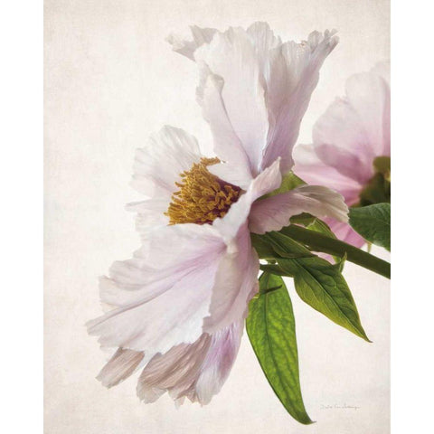 Translucent Peony IV Gold Ornate Wood Framed Art Print with Double Matting by Van Swearingen, Debra