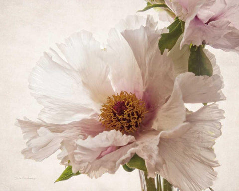 Translucent Peony V White Modern Wood Framed Art Print with Double Matting by Van Swearingen, Debra