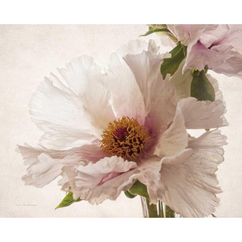 Translucent Peony V White Modern Wood Framed Art Print by Van Swearingen, Debra