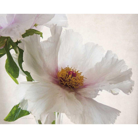 Translucent Peony VI White Modern Wood Framed Art Print by Van Swearingen, Debra