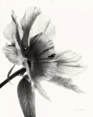 Translucent Peony IIBW Black Ornate Wood Framed Art Print with Double Matting by Van Swearingen, Debra