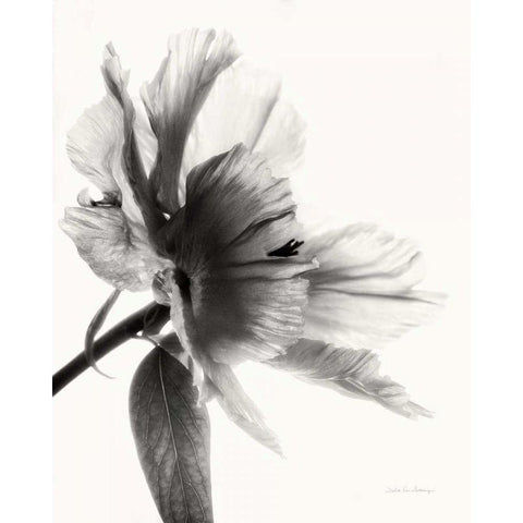 Translucent Peony IIBW Black Modern Wood Framed Art Print by Van Swearingen, Debra