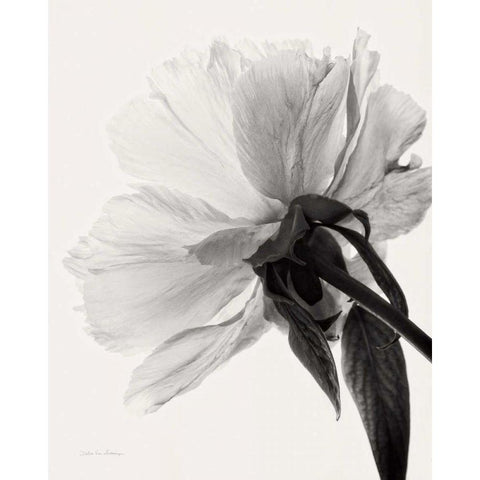 Translucent Peony IIIBW Black Modern Wood Framed Art Print with Double Matting by Van Swearingen, Debra