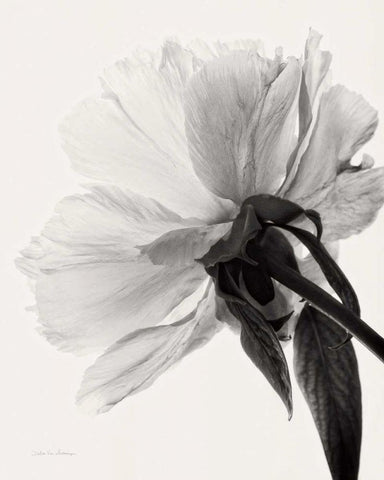 Translucent Peony IIIBW White Modern Wood Framed Art Print with Double Matting by Van Swearingen, Debra