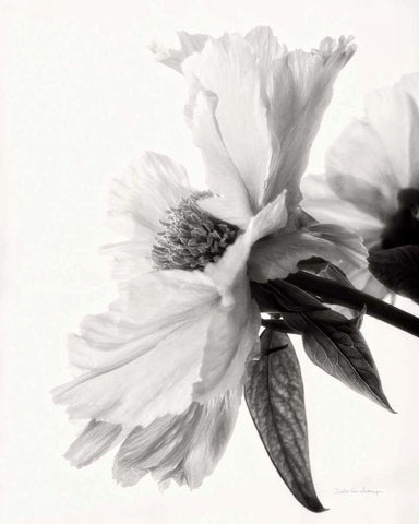 Translucent Peony IVBW White Modern Wood Framed Art Print with Double Matting by Van Swearingen, Debra